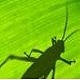 grasshopper for rhino5v0.9.76.1